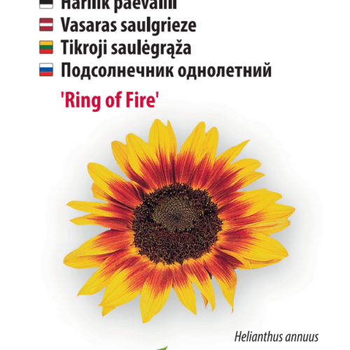 Sunflower 'Ring of Fire'