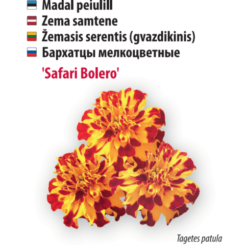 Peiulill 'Safari Bolero'