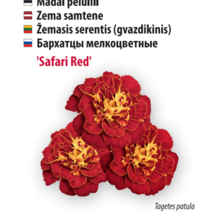 Peiulill 'Disco Granada'