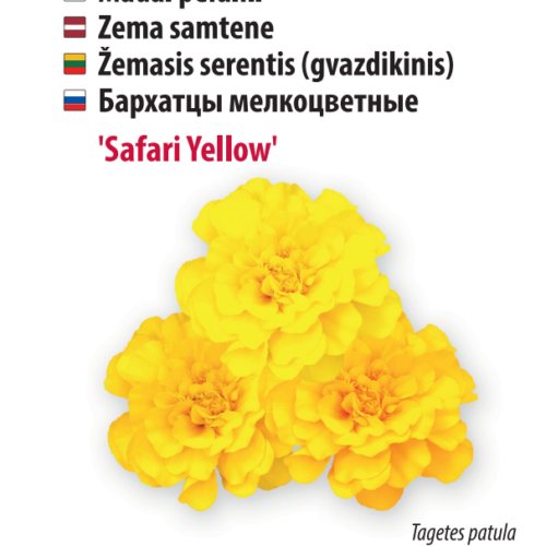 Peiulill 'Safari Yellow'