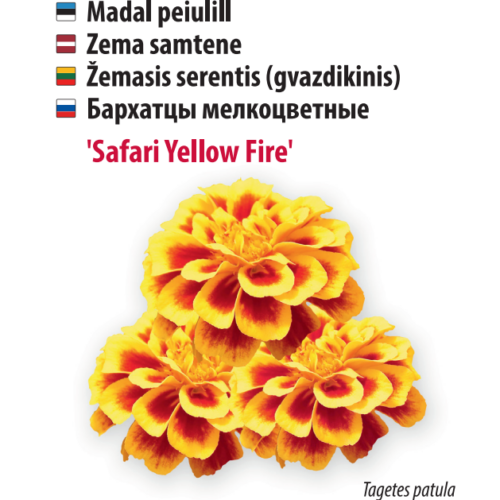 Peiulill 'Safari Yellow Fire'