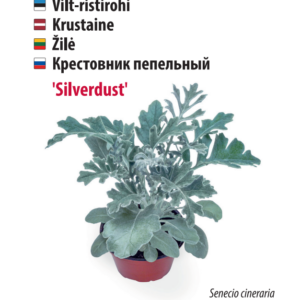 Valge ristik RIVENDEL