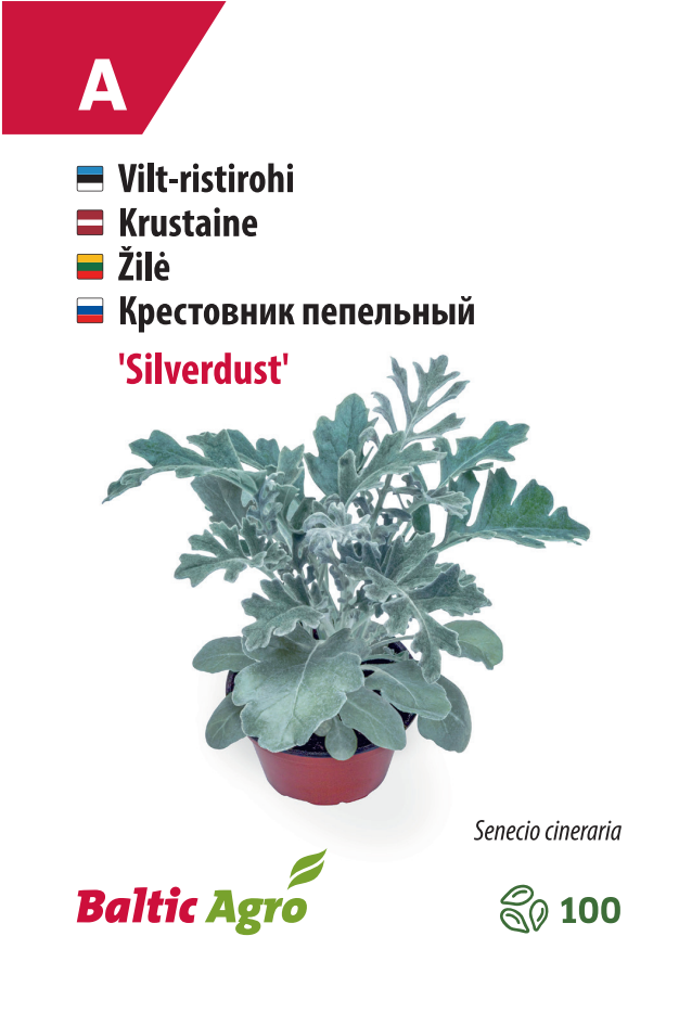 Крестовник "Сильвердаст"