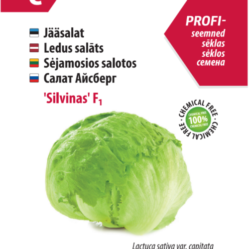 Iceberg lettuce 'Silvinas' F1
