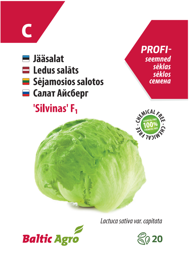 Iceberg lettuce 'Silvinas' F1