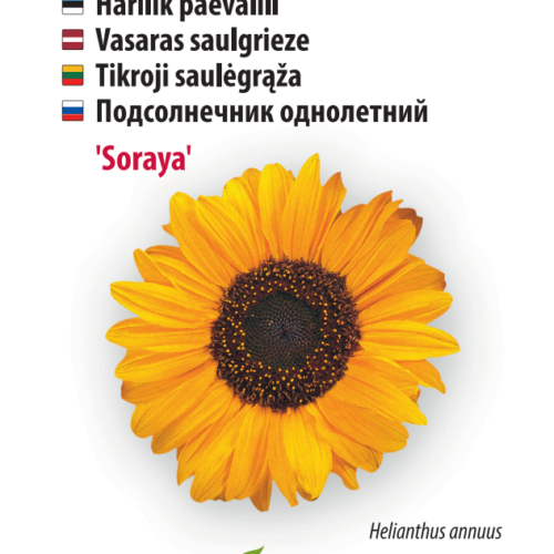 Sunflower 'Soraya'