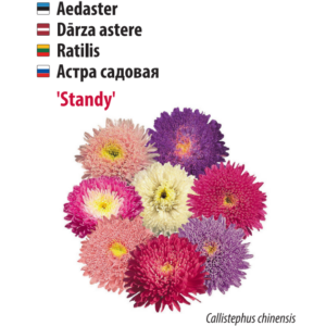 Aster Standy