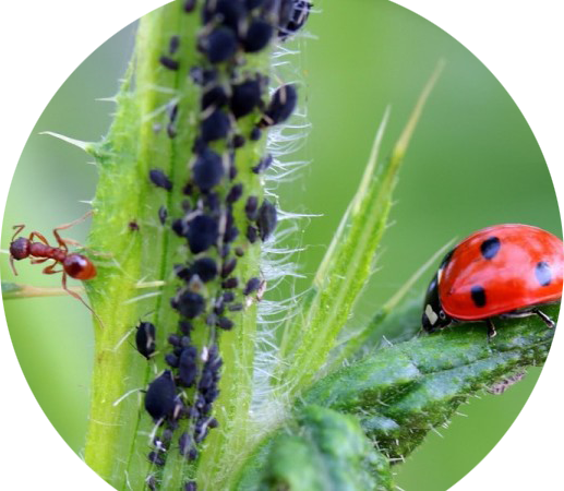 Lehetäi, sipelgas ja lepatriinu taimevarrel.