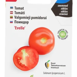 Tomat ‘Evelle’