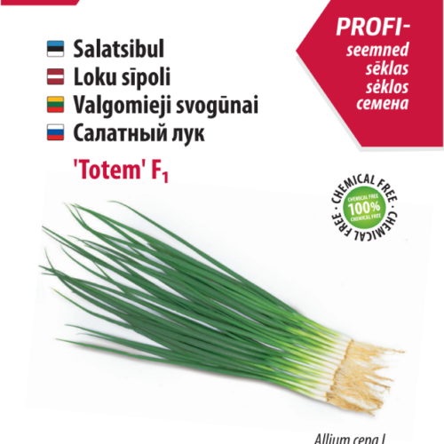 Salatsibul Totem Lettuce 'Totem'