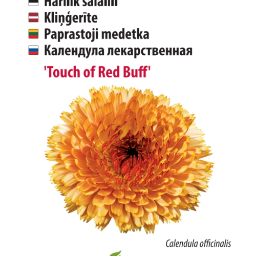 saialill ‘touch of red buff’ Calendula 'Touch of Red Buff'