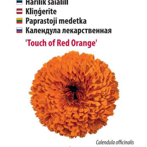 saialill ‘touch of red orange’ Calendula 'Touch of Red Orange'