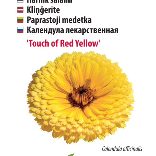 saialill touch of red yellow Calendula Touch of Red Yellow