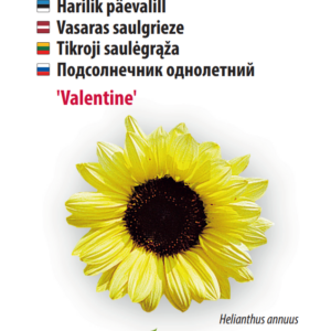 Sunflower 'Ring of Fire'