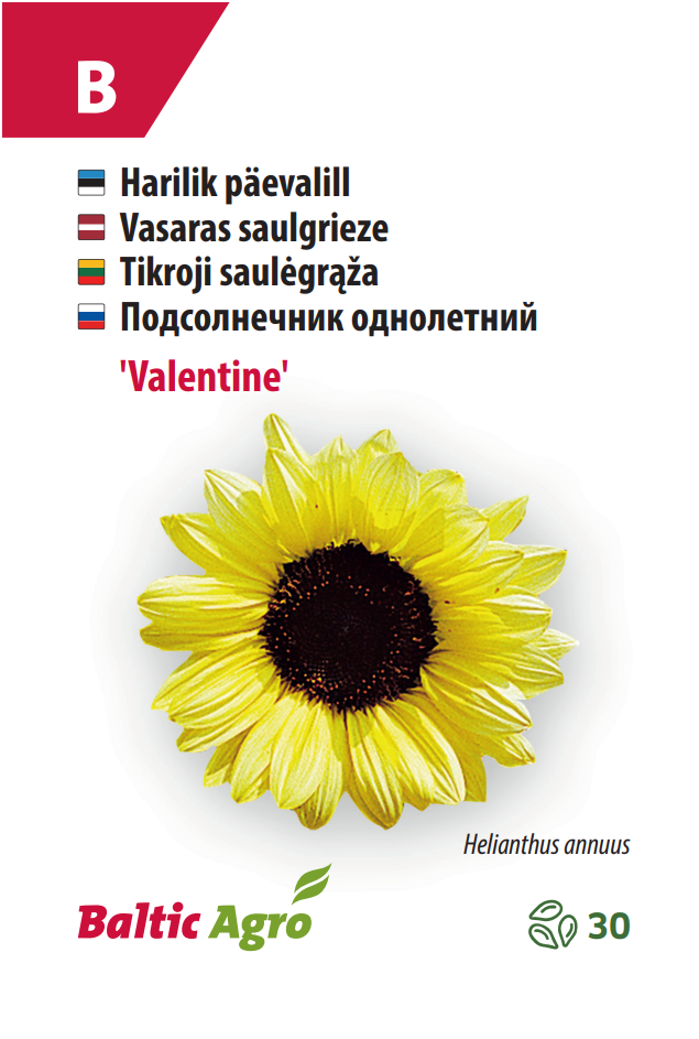 päevalill ‘valentine’ Päevalill ‘Valentine’