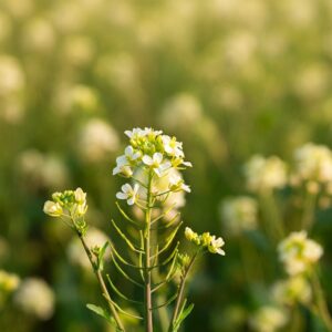 Белая горчица 200 г