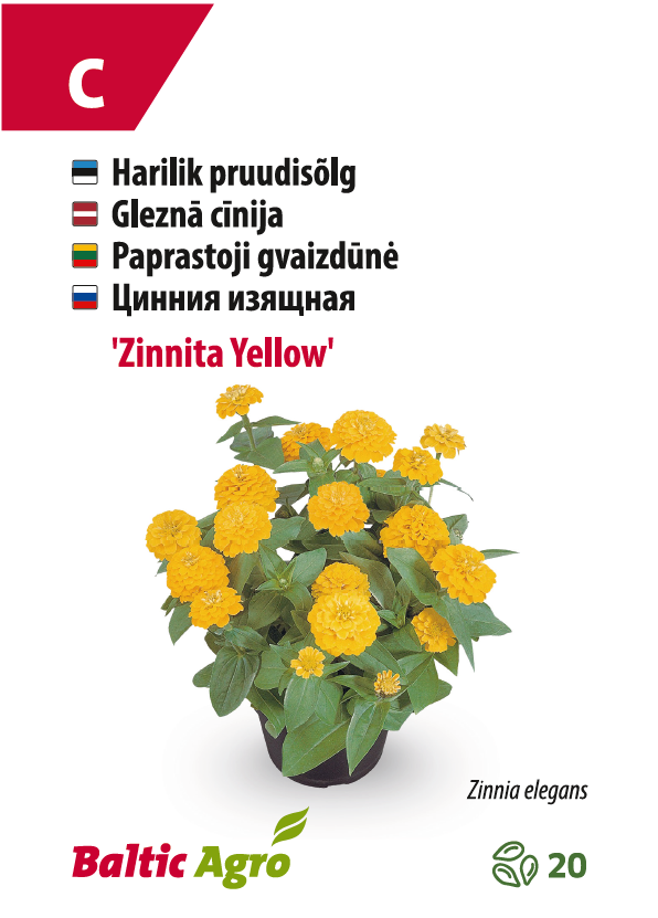 Pruudisõlg ‘Zinnita Yellow’
