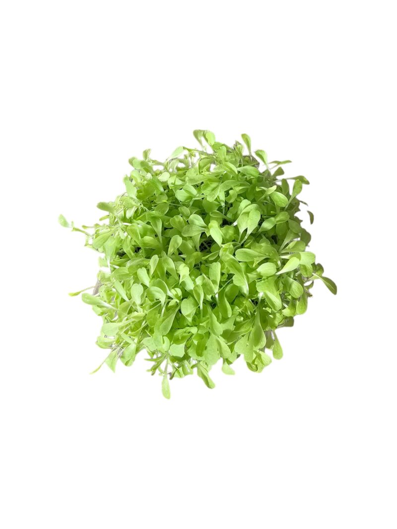 LEMMIKKIELÄINTEN KASVATUSPAKKAUS