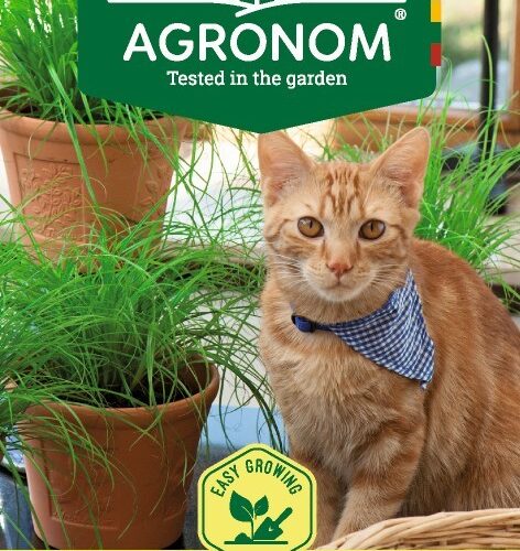 Kissanruoho, kissan heinä, Agronom, helppo kasvattaa.