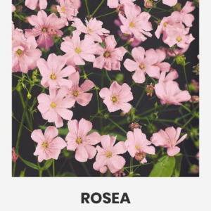 Белая горчица 200 г