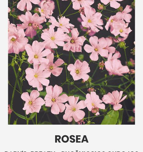 Roosa kipslill, õitsemine juunist oktoobrini.