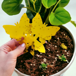 Putukate liimpüünis liblikakujuline 10tk