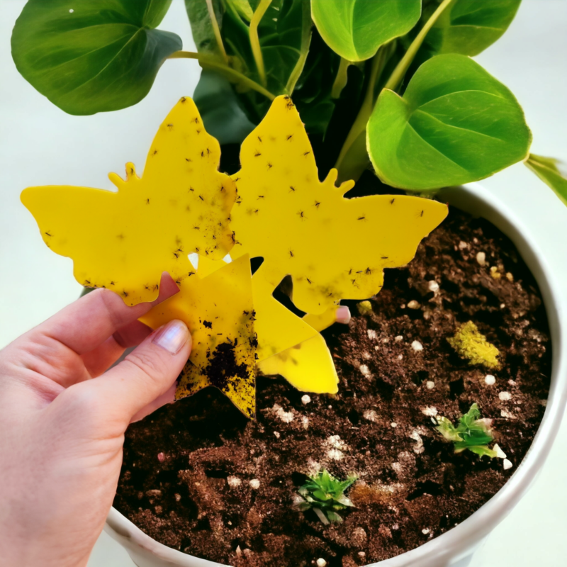 Putukate liimpüünis liblikakujuline 10tk