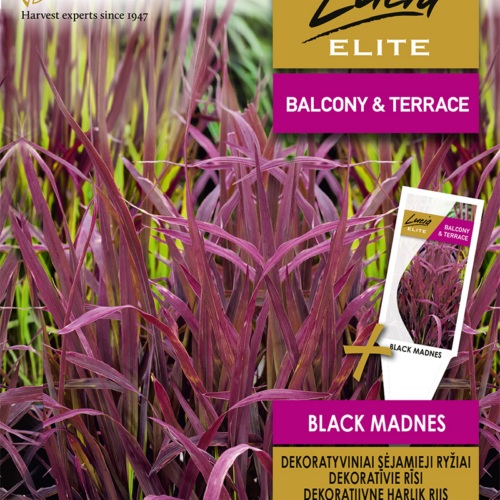 Декоративный рис "Black Madness" для балкона и террасы
