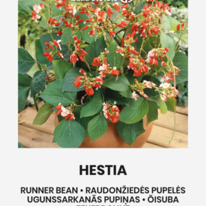 Семена декоративной фасоли Hestia в горшке для выращивания