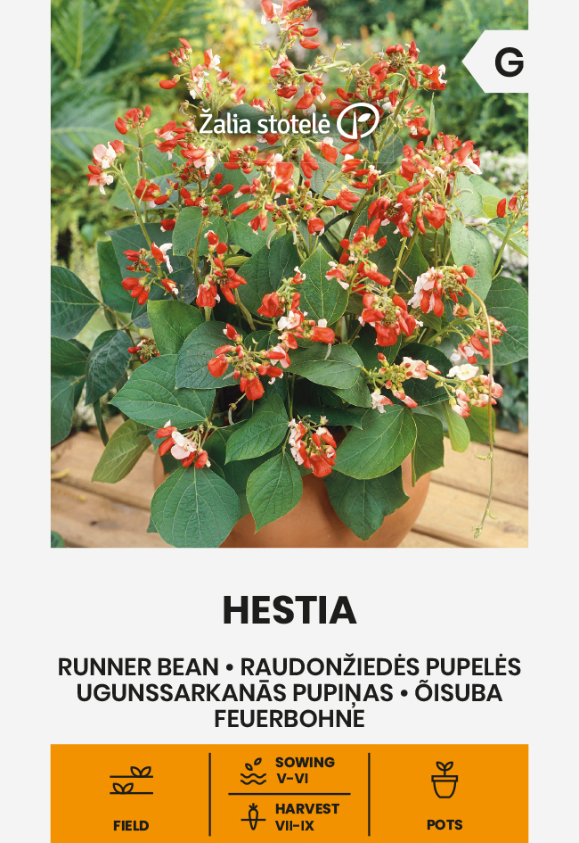 Огненно-красная фасоль Семена декоративной фасоли Hestia в горшке для выращивания