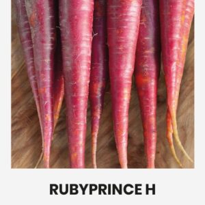 Красная морковь Rubyprince H семена