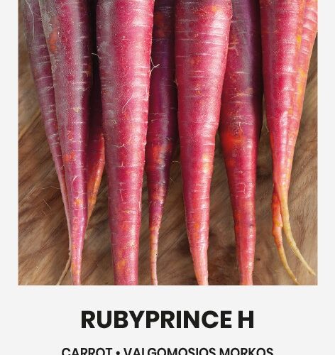 Красная морковь Rubyprince H семена