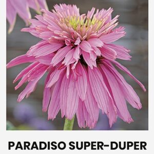 Эхинацея пурпурная 'Paradiso Super-Duper' Семена эхинацеи пурпурной 'Paradiso Super-Duper'