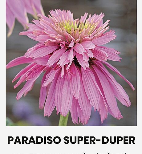 Семена эхинацеи пурпурной 'Paradiso Super-Duper'