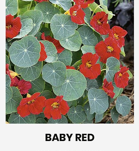 Настурция низкорослая семена