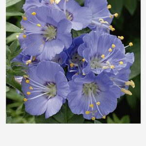 Клевер пунцовый 300 г