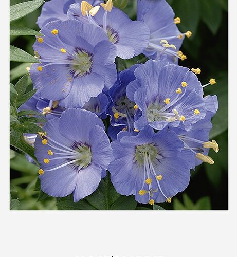 Семена Синюхи Голубой (Polemonium caeruleum)