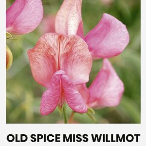 Семена душистого горошка в посадочном мешке