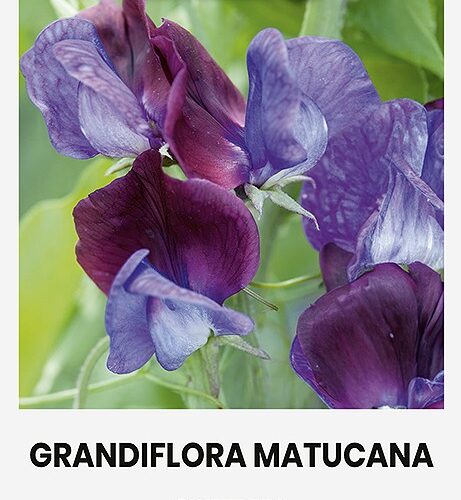 Для посадки душистого горошка "Grandiflora Matucana"