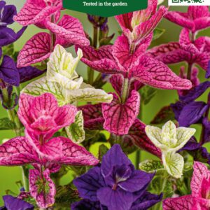 пестрый шалфей Семена пестрого шалфея - Agronom, A4, садовые покрытия.