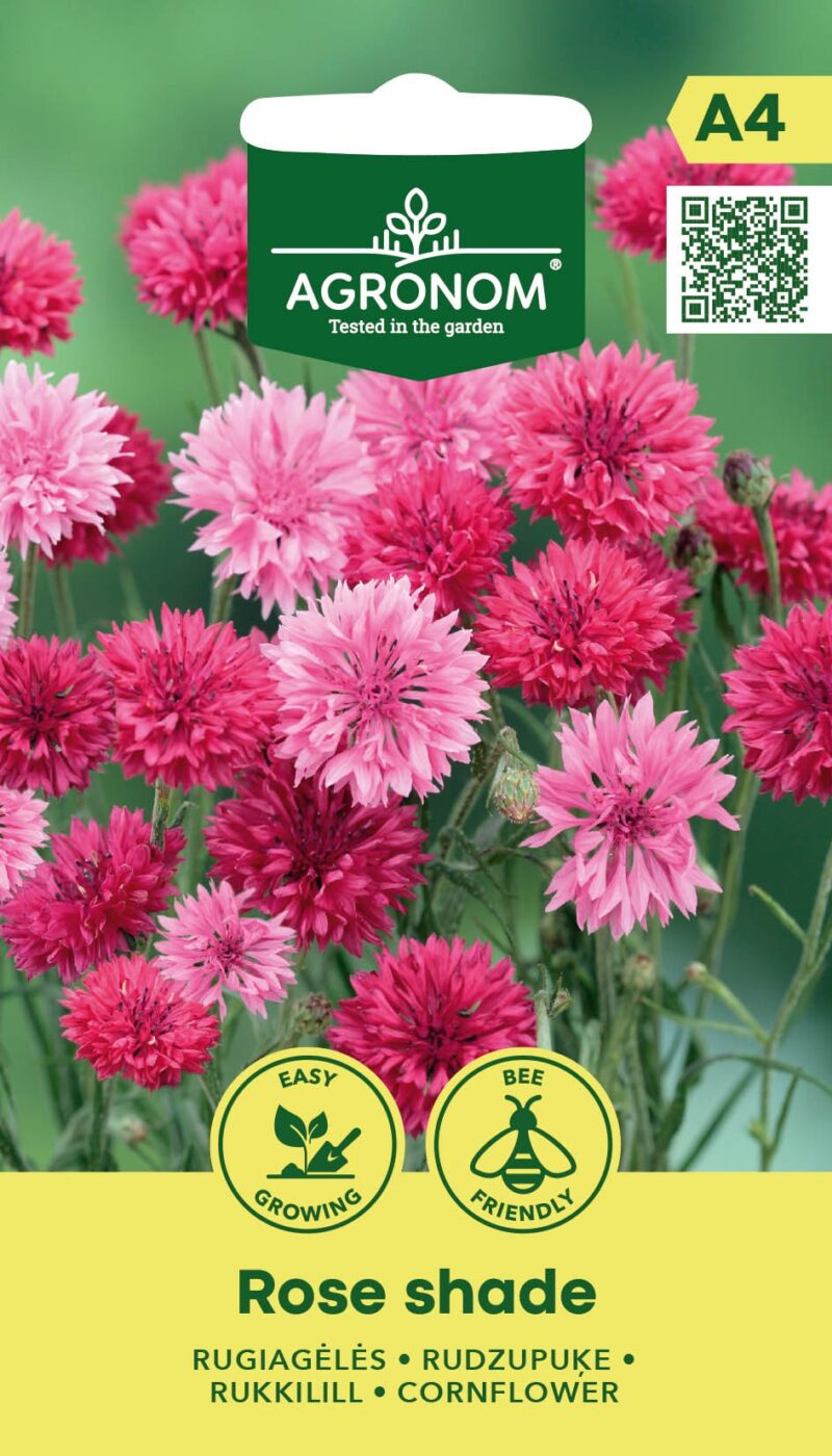 rukkilill rose shade Roosad rukkililled õitsemas aias.