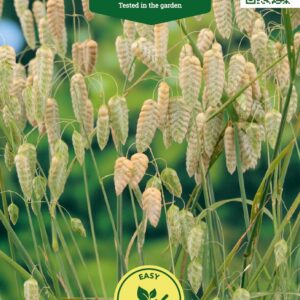 трясунка большая Семена большого трясуна (Briza maxima) – это простой способ добавить в ваш сад нежное очарование и воздушность.