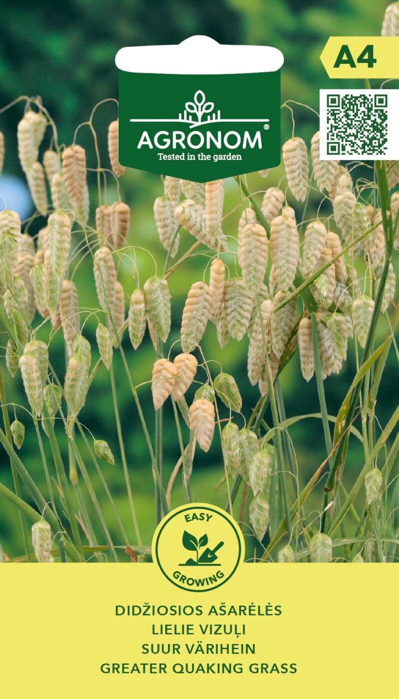 Семена большого трясуна (Briza maxima) – это простой способ добавить в ваш сад нежное очарование и воздушность.