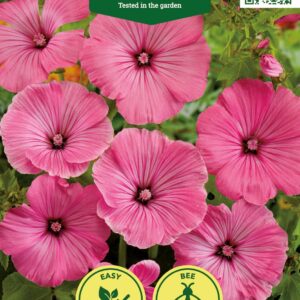 aed rõngaslill silver cup Aedtill ‘Mammut’