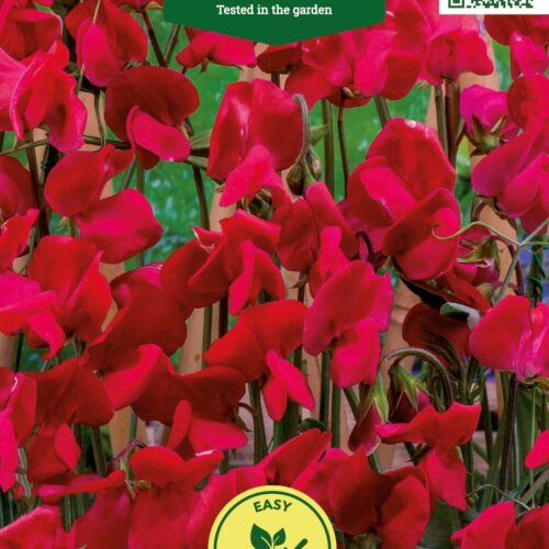 Красные душистые цветы горошка, Agronom