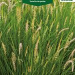 Клевер пунцовый 300 г