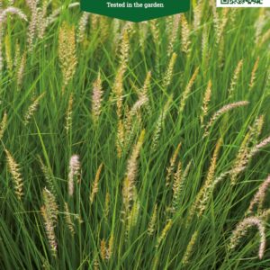 Семена лугового мятлика от производителя Агроном, товары для озеленения.