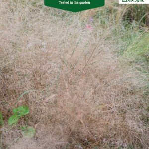 Эрагростис в саду, семена от Агроном.