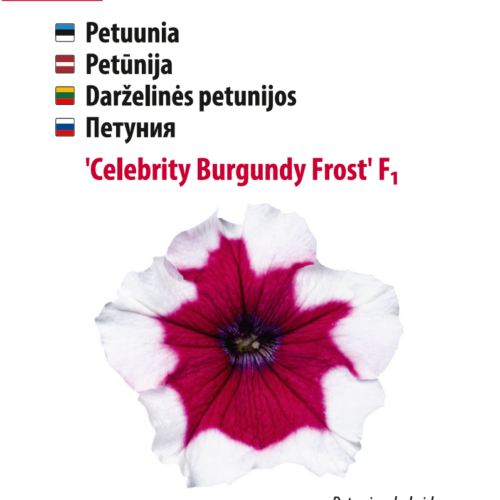 petuunia 'celebrity burgundy frost' Punane ja valge petuunia "Celebrity Burgundy Frost".