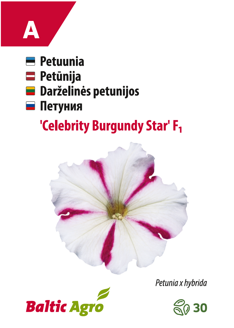 Petuunia 'Celebrity Burgundy Star' seemned, Baltic Agro.